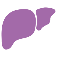 liver