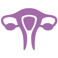 uterus